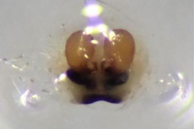 <i>Enoplognatha ovata</i>