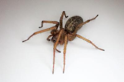 <i>Eratigena agrestis</i>