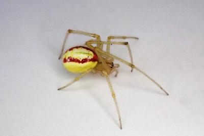 <i>Enoplognatha latimana</i>