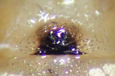 <i>Enoplognatha latimana</i>