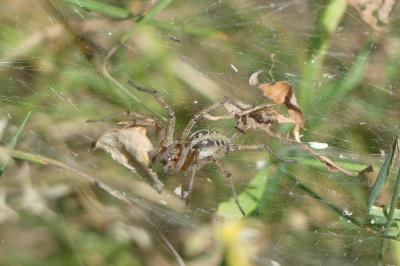 <i>Agelena labyrinthica</i>