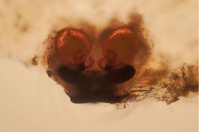 <i>Enoplognatha ovata</i>