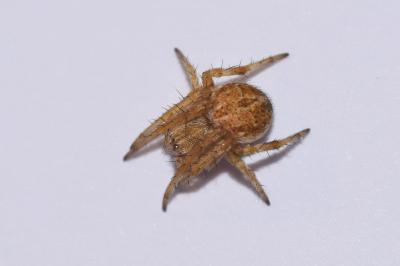 <i>Agalenatea redii</i>