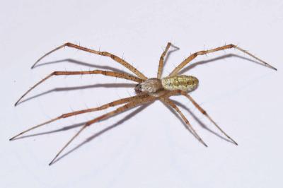 <i>Argiope bruennichi</i>