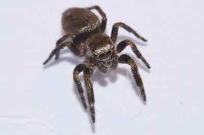 <i>Evarcha arcuata</i>