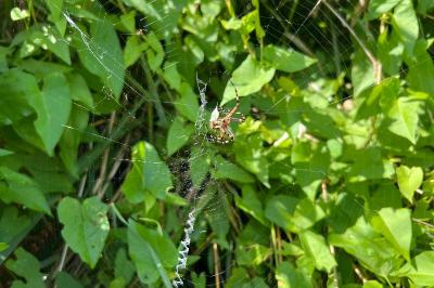 <i>Argiope bruennichi</i>