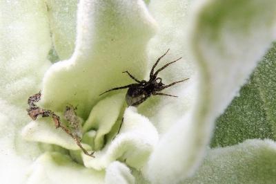 <i>Pardosa</i>