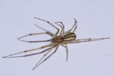 <i>Linyphia triangularis</i>