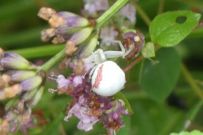 <i>Misumena vatia</i>