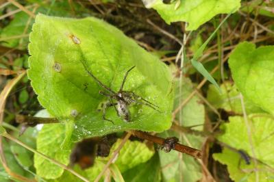 <i>Pisaura mirabilis</i>
