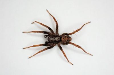 <i>Xerolycosa nemoralis</i>