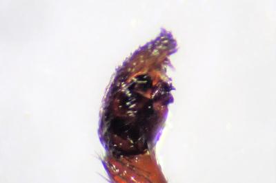 <i>Xerolycosa nemoralis</i>
