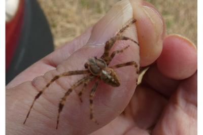 <i>Araneus diadematus</i>