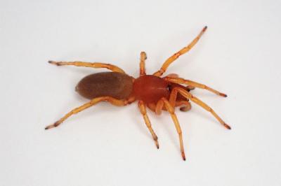 <i>Dysdera crocata</i>