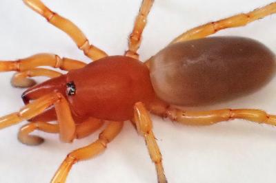 <i>Dysdera crocata</i>