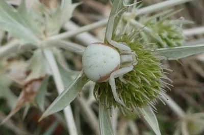<i>Misumena vatia</i>