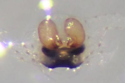 <i>Enoplognatha ovata</i>
