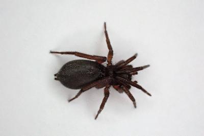 <i>Zelotes tenuis</i>