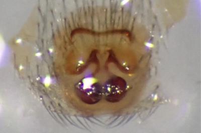 <i>Zelotes tenuis</i>
