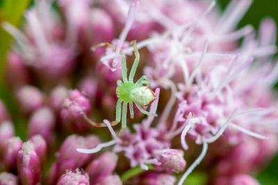 <i>Ebrechtella tricuspidata</i>