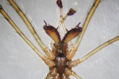 <i>Tetragnatha nigrita</i>