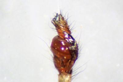 <i>Tetragnatha nigrita</i>