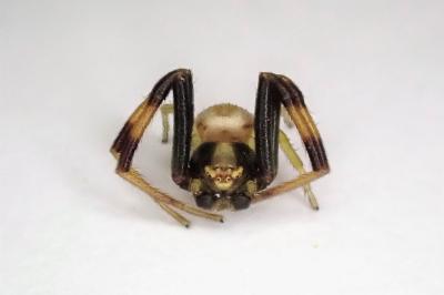 <i>Misumena vatia</i>