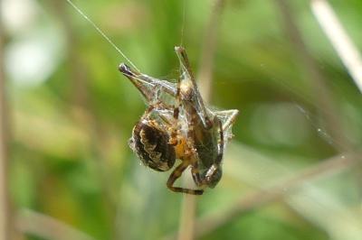 <i>Araneus diadematus</i>