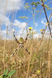 <i>Argiope bruennichi</i>