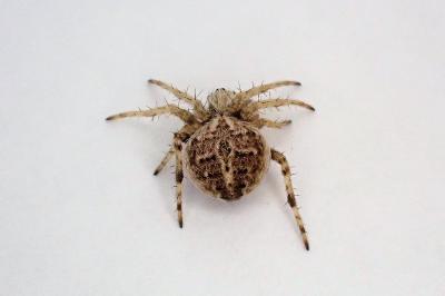 <i>Agalenatea redii</i>