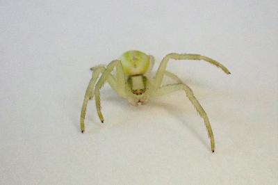 <i>Misumena vatia</i>