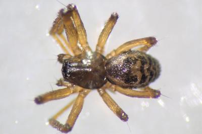 <i>Tenuiphantes tenuis</i>