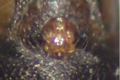 <i>Tenuiphantes tenuis</i>