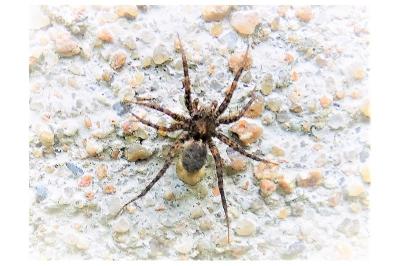 <i>Pardosa</i>