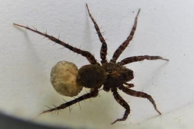 <i>Pardosa</i>