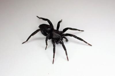 <i>Zelotes latreillei</i>