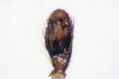 <i>Zelotes latreillei</i>