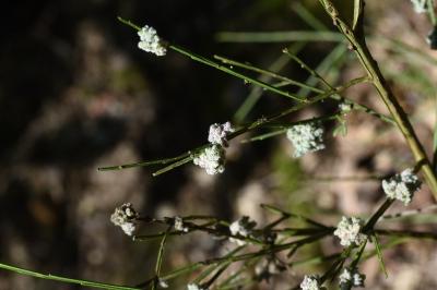 <i>Aceria genistae</i>