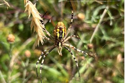 <i>Argiope bruennichi</i>