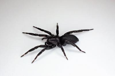 <i>Zelotes latreillei</i>