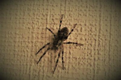 <i>Zoropsis spinimana</i>