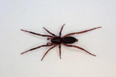 <i>Zelotes tenuis</i>