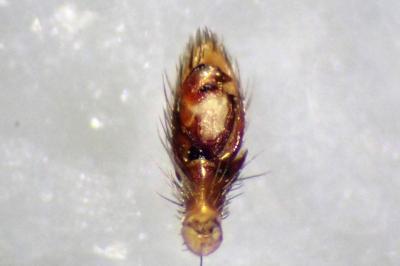 <i>Zelotes tenuis</i>
