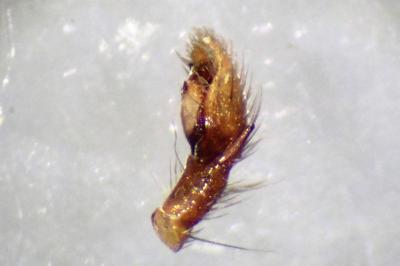 <i>Zelotes tenuis</i>