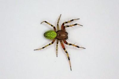 <i>Araniella opisthographa</i>