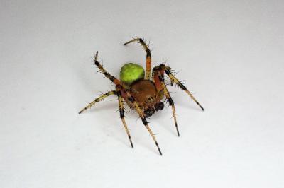<i>Araniella opisthographa</i>