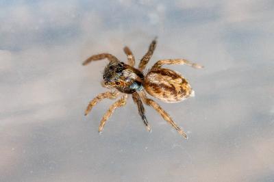 <i>Saitis barbipes</i>
