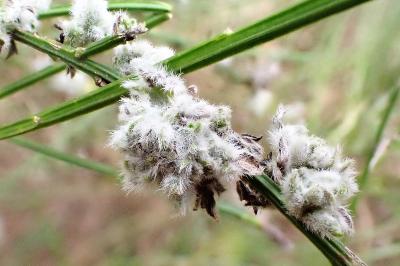 <i>Aceria genistae</i>