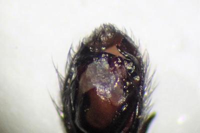 <i>Zelotes apricorum</i>