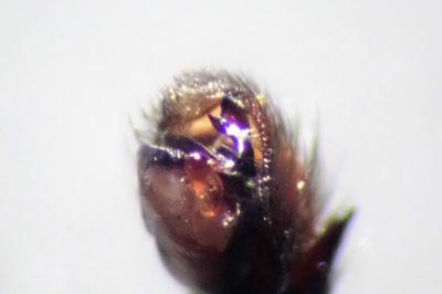 <i>Zelotes apricorum</i>